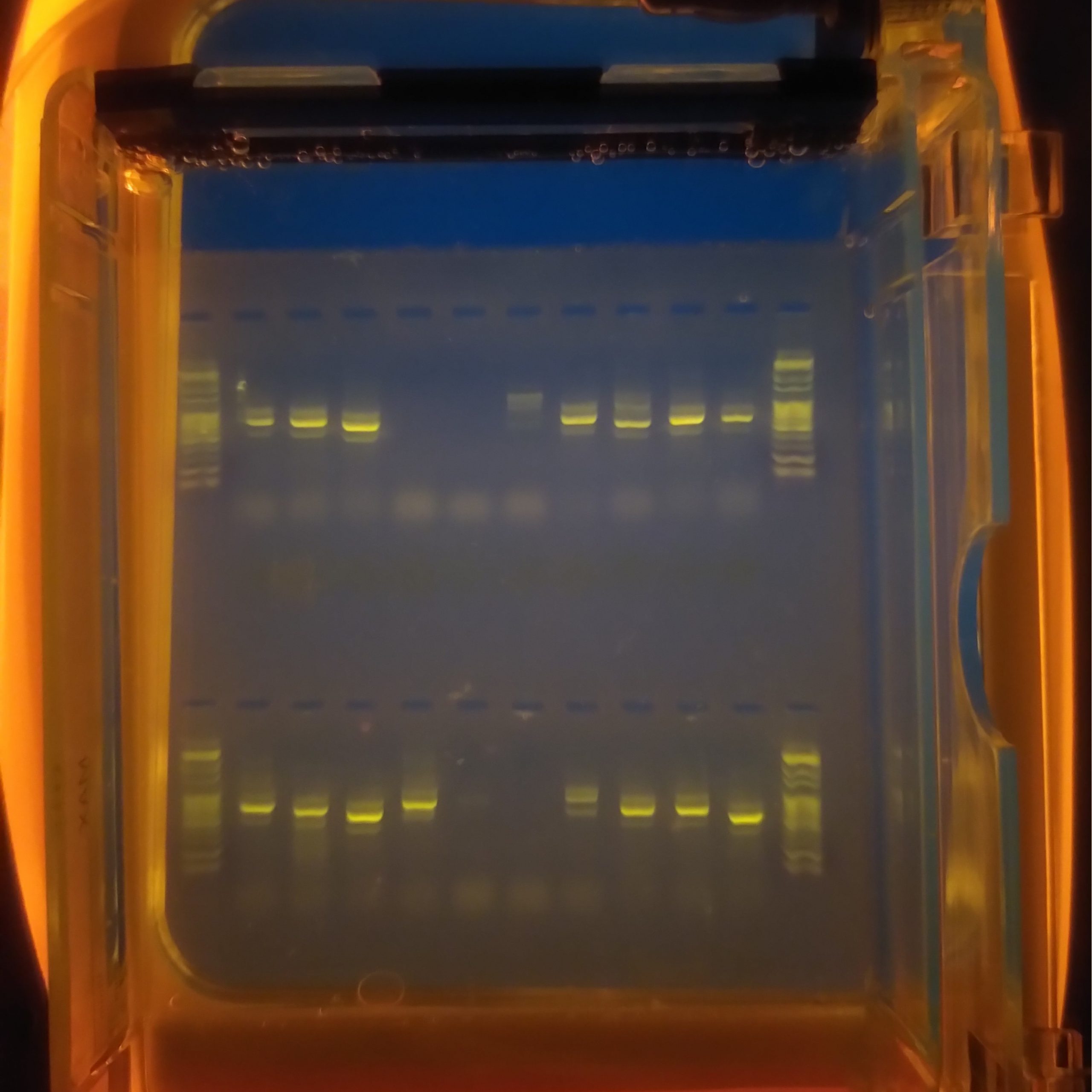 DNA square