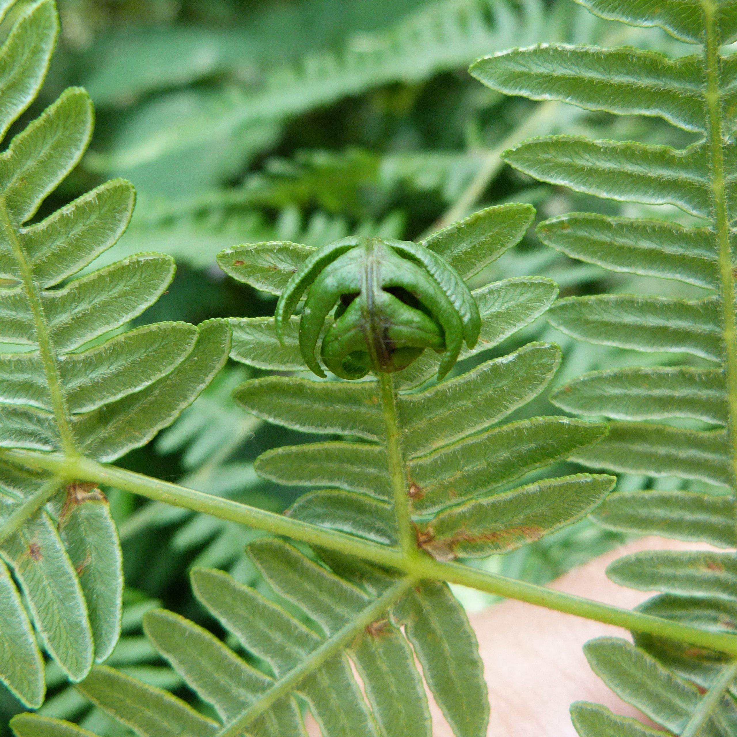 plant gall square