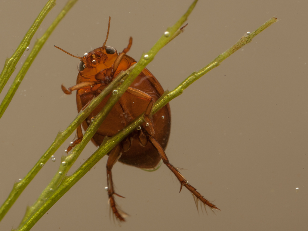 Hyphydrus ovatus
