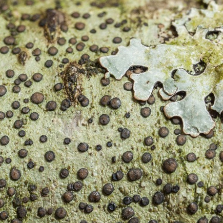lichens square