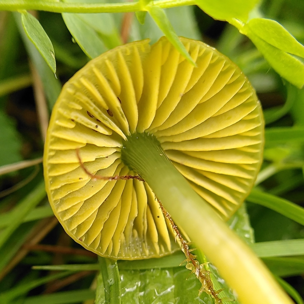 Parrot waxcap