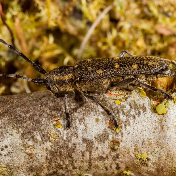 Saperda populnea beetle square
