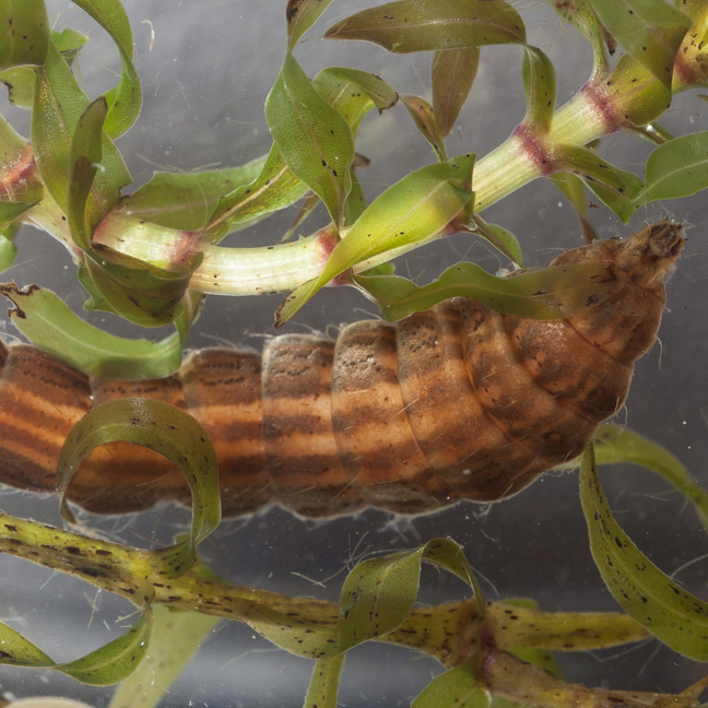 aquatic invertebrate square