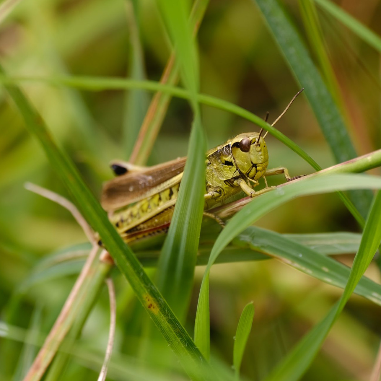 grasshoppers square