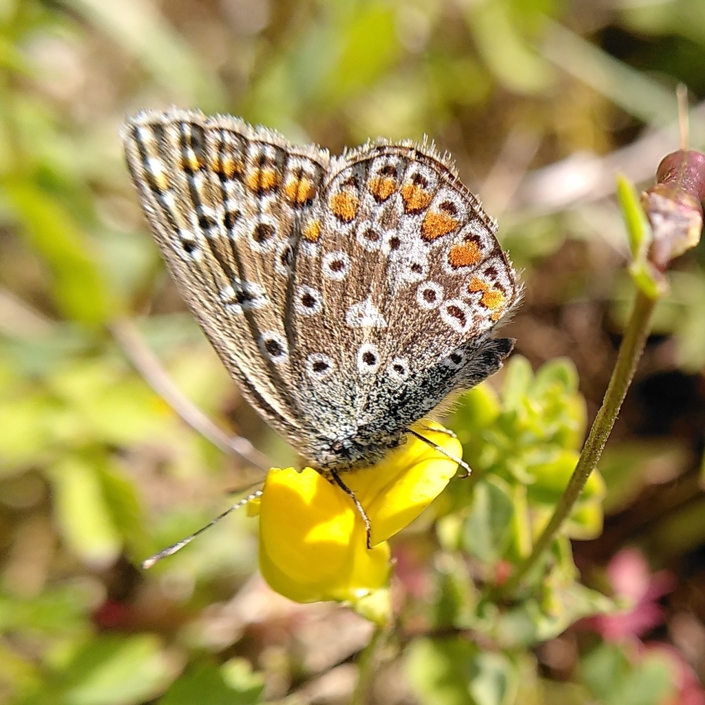 Common Blue butterfly (Polyommatus icarus)
