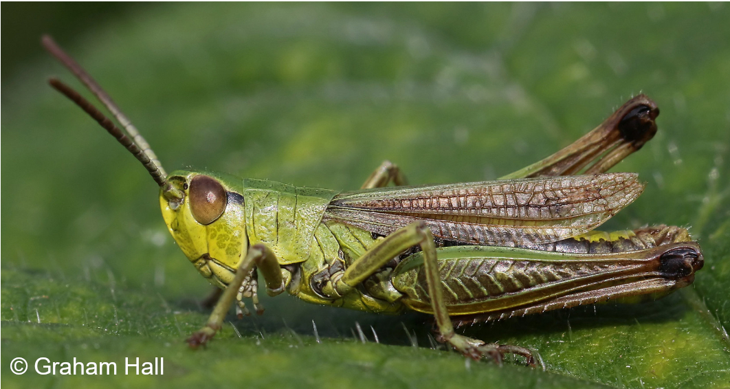 meadow grasshopper