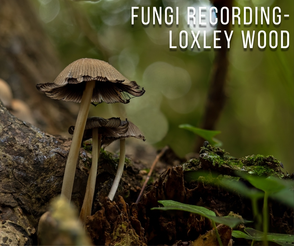 fungi recording Loxley Wood