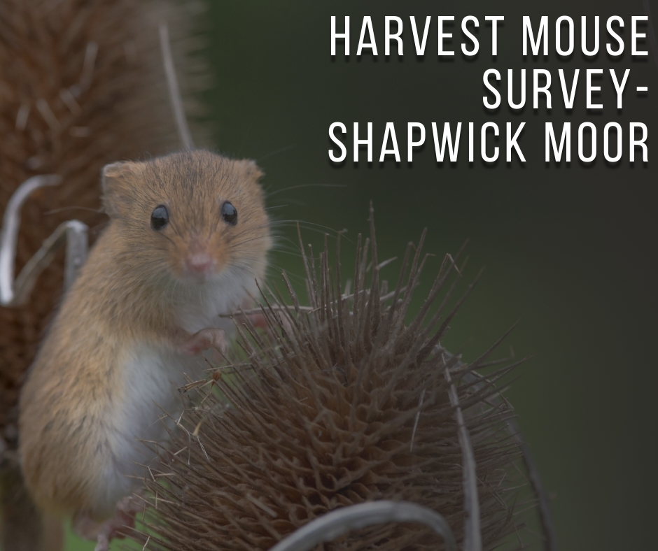 2nd harvest mouse survey
