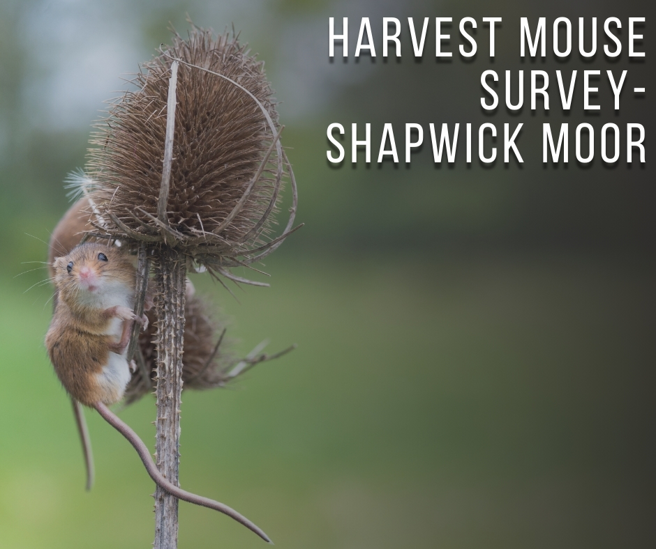 Harvest mouse survey 1
