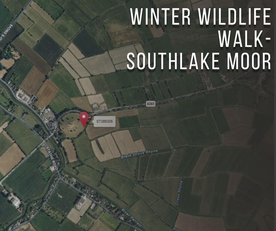winter wildlife walk