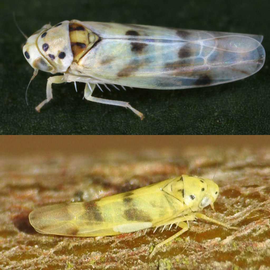 Linnavuoriana decempunctata and L. sexmaculata