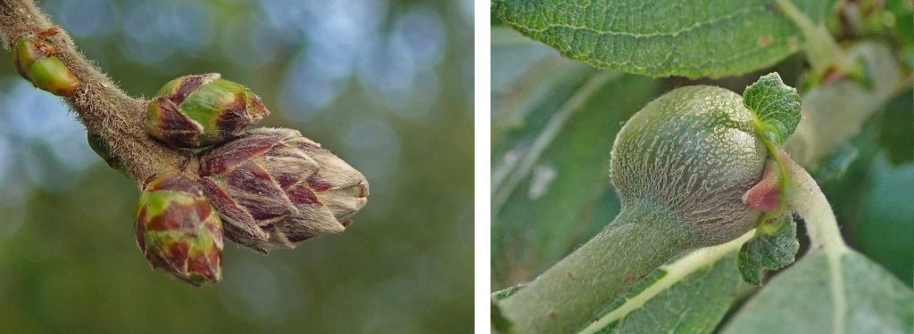 Birch and Sallow galls
