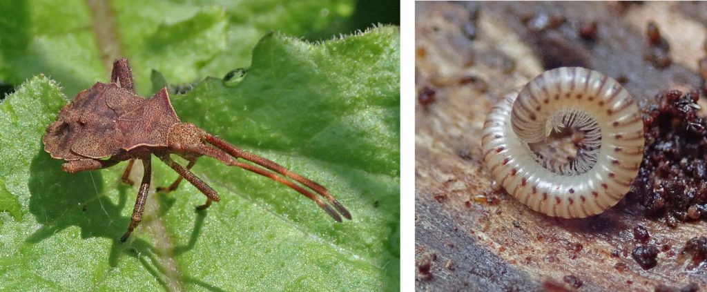 Dock Bug and millipede