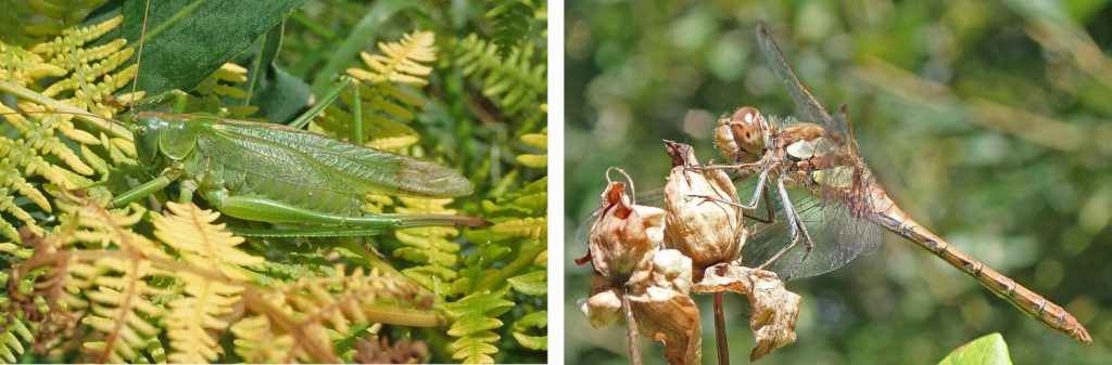 Grasshopper and dragonfly