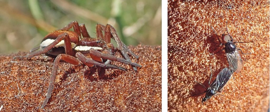 Raft spider and flies