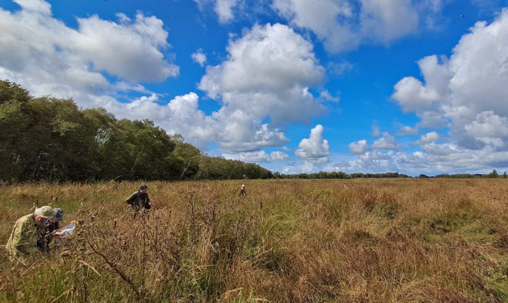 Shapwick Heath NNR survey