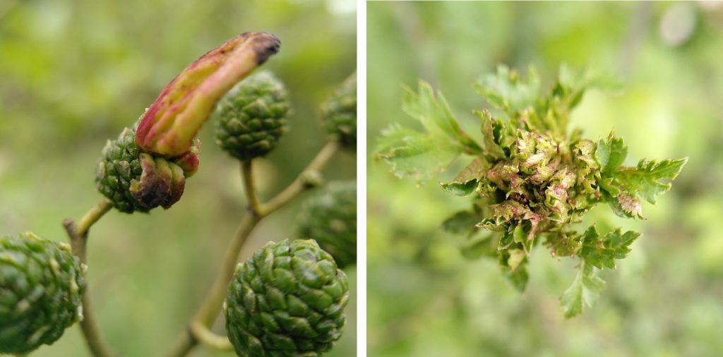 Taphrina & Dasineura galls