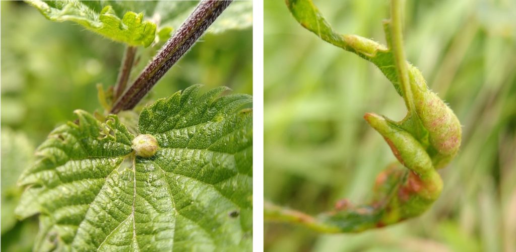 Wachtliella & Dasineura galls