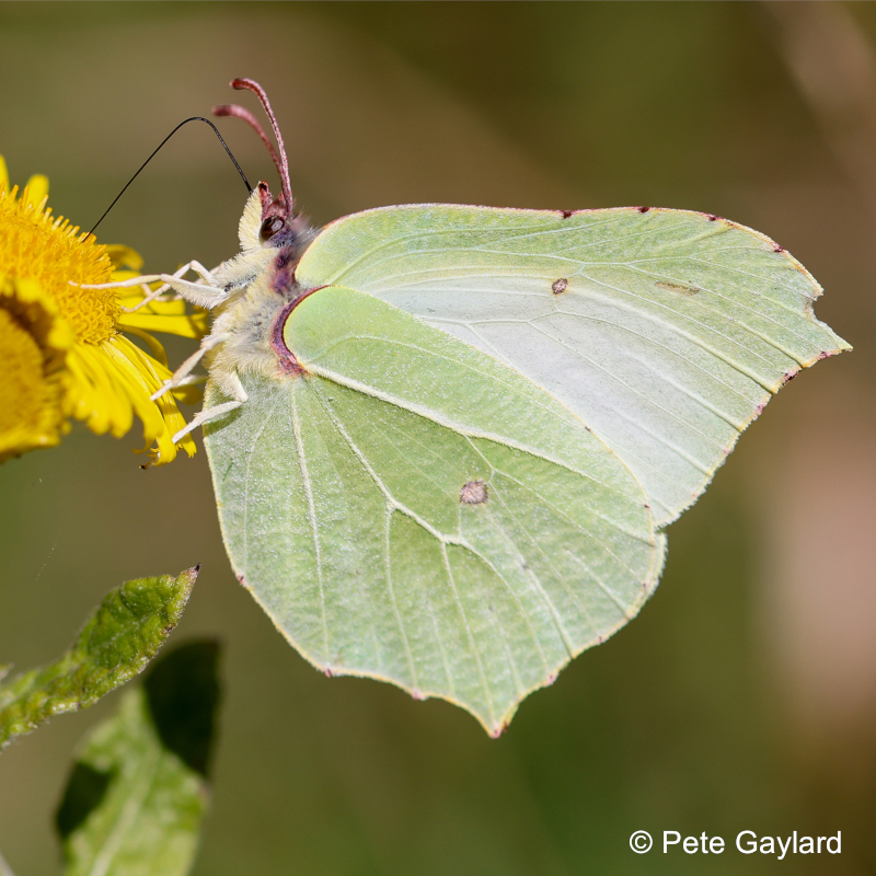 brimstone butterfly square
