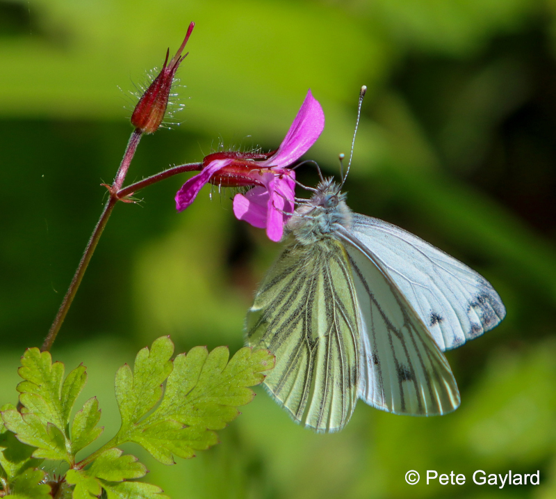 green-veined-white-butterfly