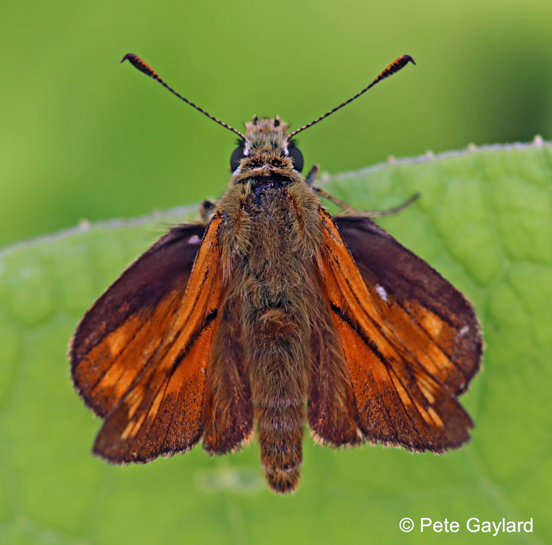 large-skipper-butterfly