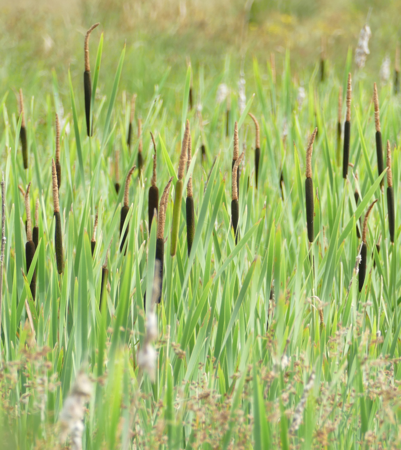 Bulrush