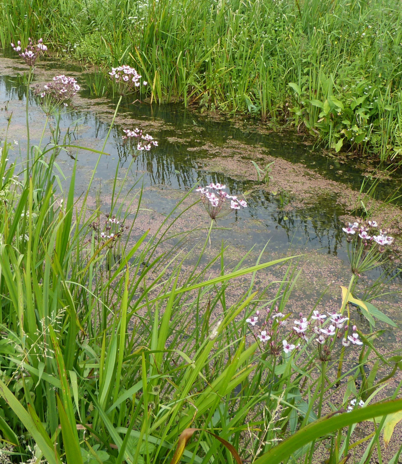 Flowering Rush