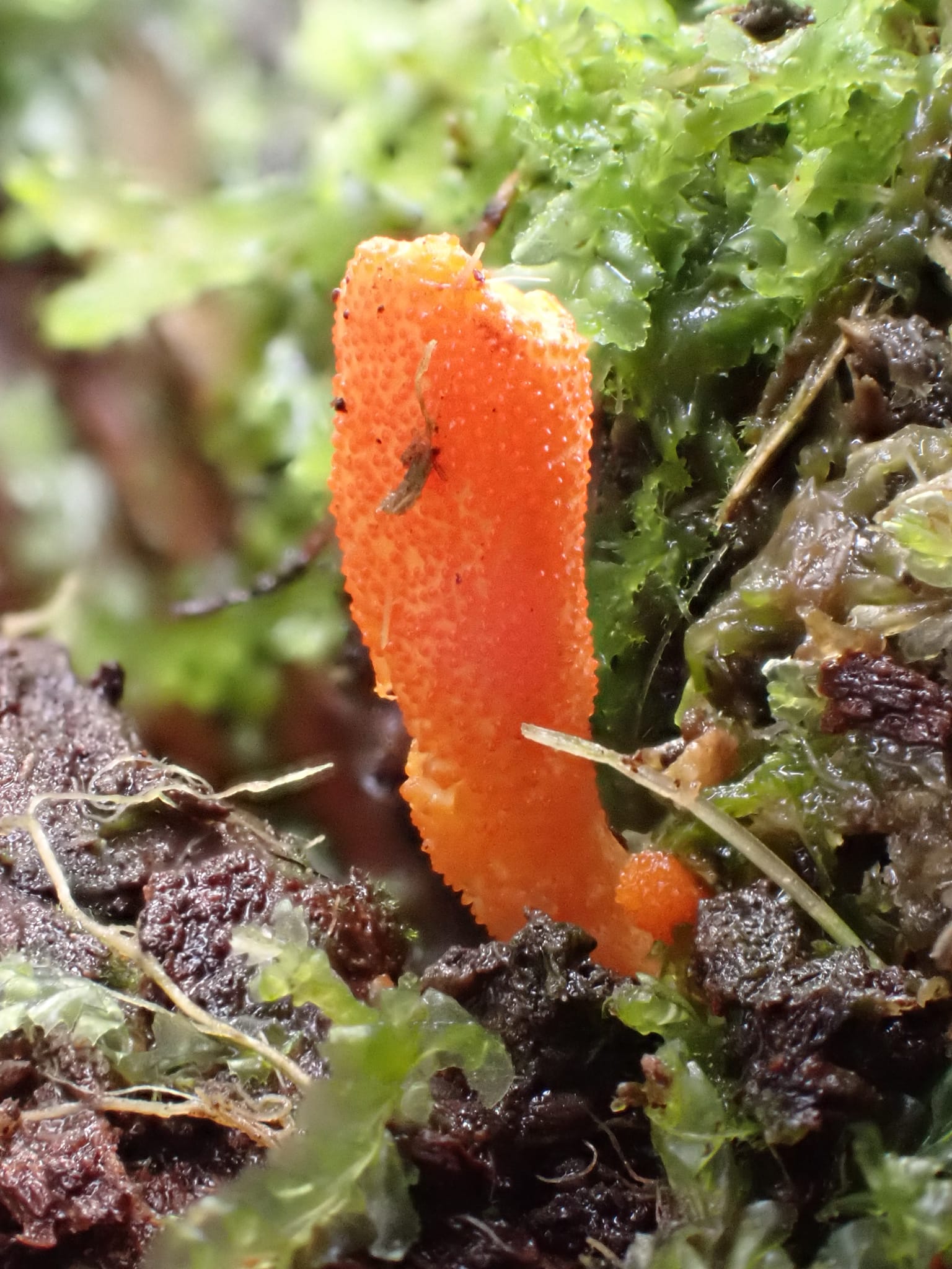Scarlet Caterpillarclub (Cordyceps militaris)
