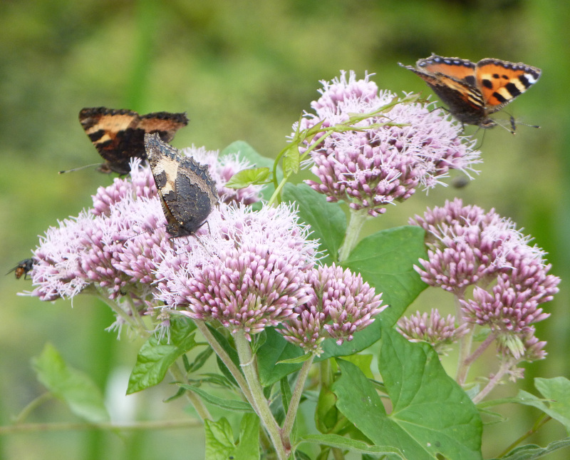hemp-agrimony