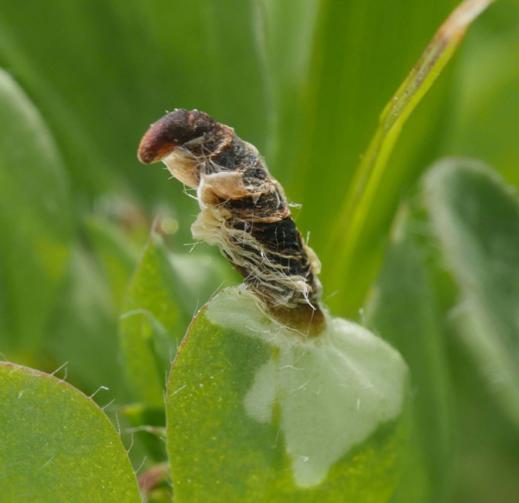 Coleophora discordella - Lotus Case-bearer, on Lotus corniculatus - Birds-foot Trefoil