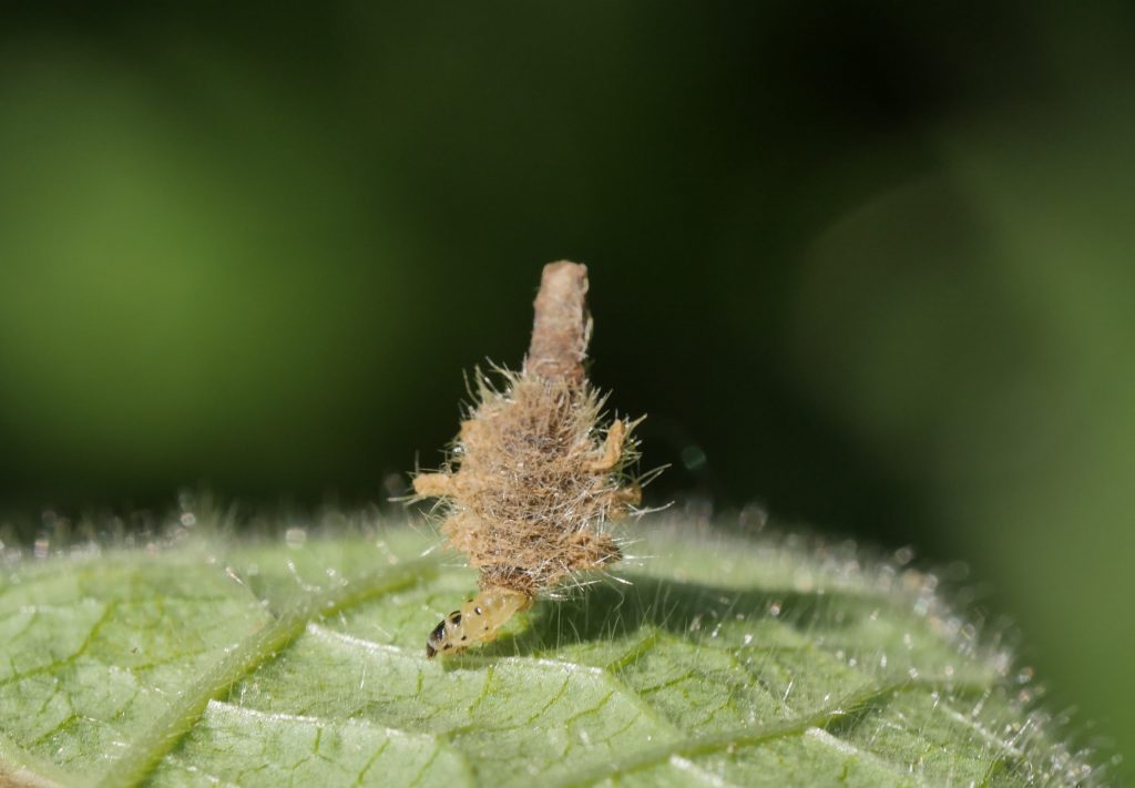 Coleophora lineolea - Woundwort Case-bearer, on Stachys sylvatica - Hedge Woundwort
