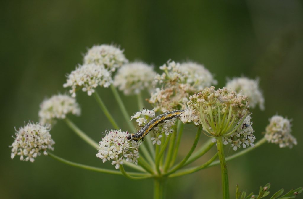 Depressaria daucella - Water-dropwort Brown, larva on Oenanthe crocata - Hemlock Water-dropwort