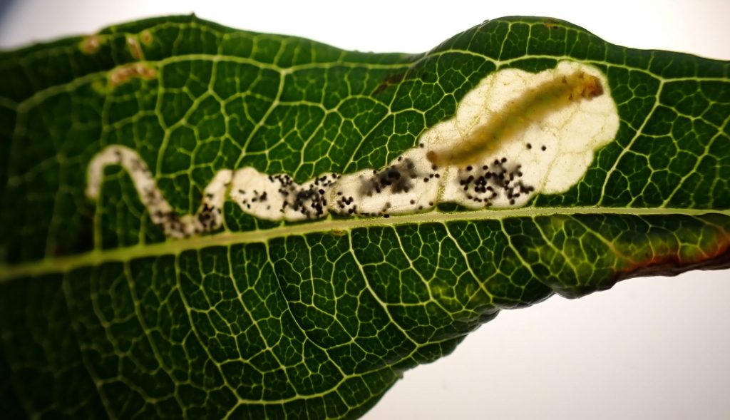 Mompha raschkiella Fireweed Mompha