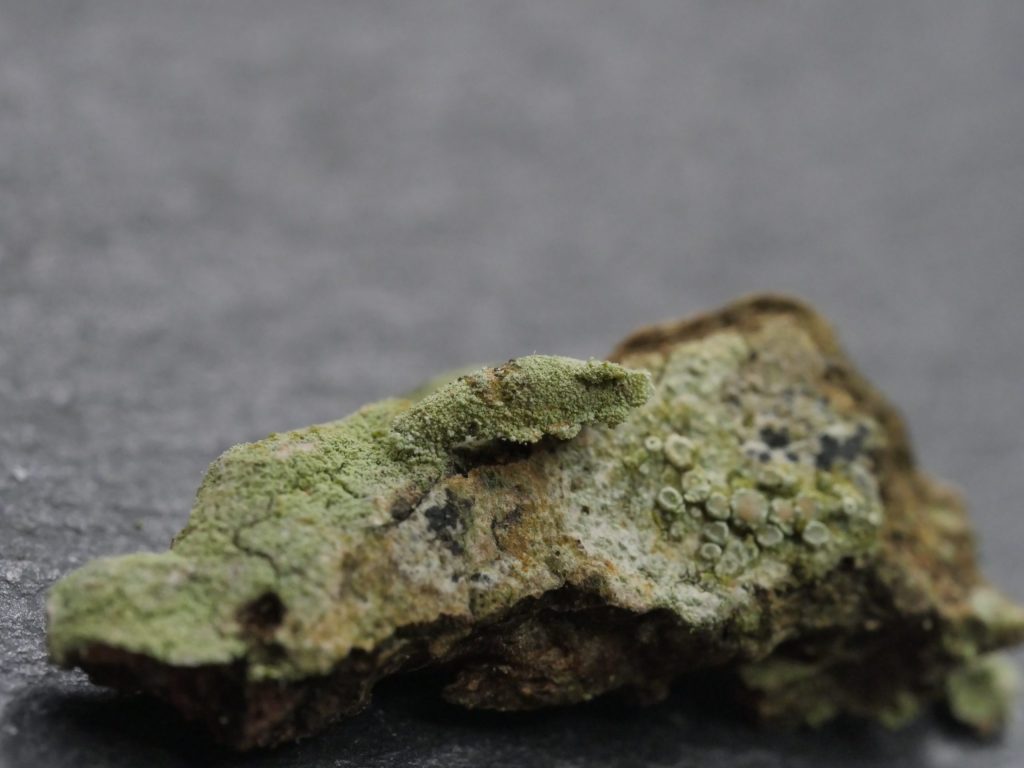 Narycia duplicella - White-speckled Bagworm