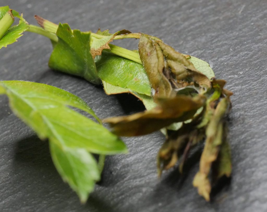 Orthotaenia undulana - Dusky Marble in leaf spinning on Crataegus monogya - Hawthorn