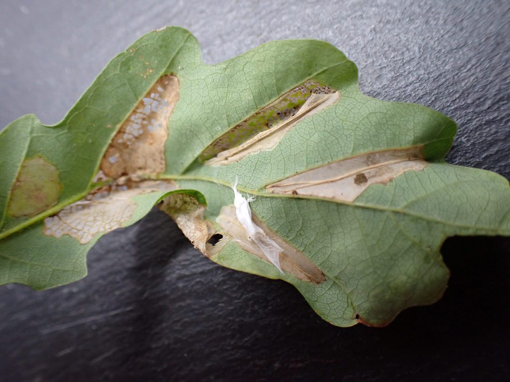 Phyllonorycter lautella - Small Oak Leaf-miner, leaf mine