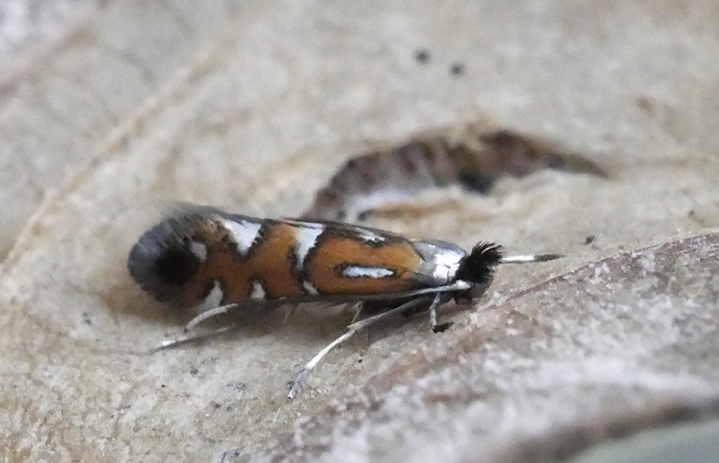 Phyllonorycter lautella - Small Oak Leaf-miner, adult