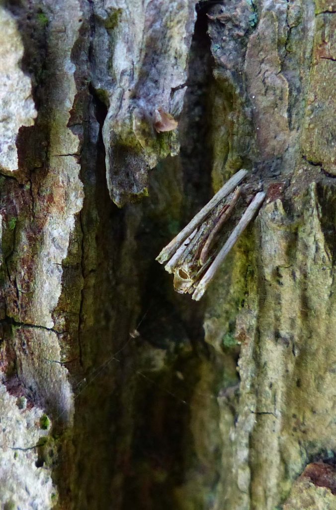 Psyche casta - Common Bagworm