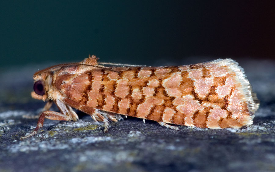 Lozotaenoides formosanus - Orange Pine Tortrix