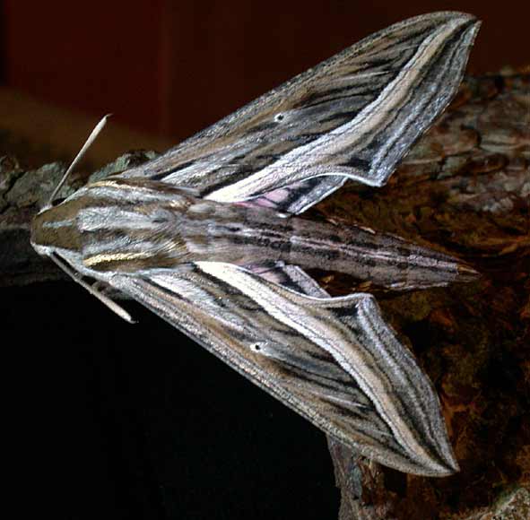 Silver-striped Hawkmoth