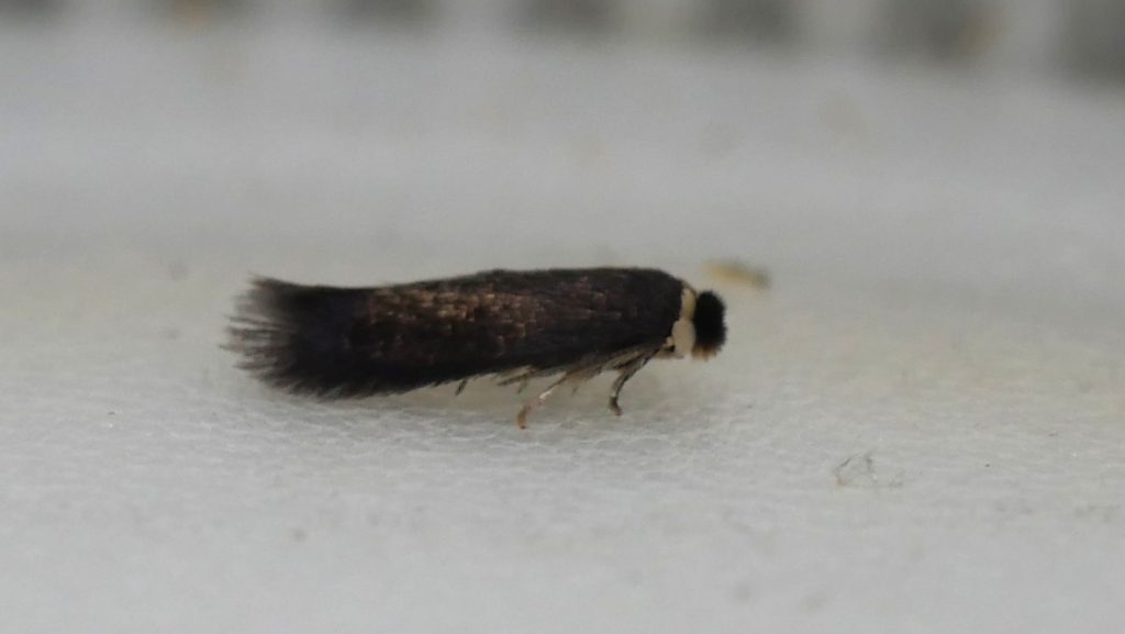 Stigmella samiatella - Chestnut Dot adult