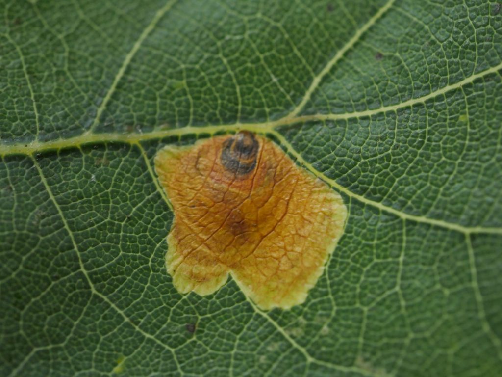 Tischeria dodonaea - Small Oak Blotch Miner, leaf mine