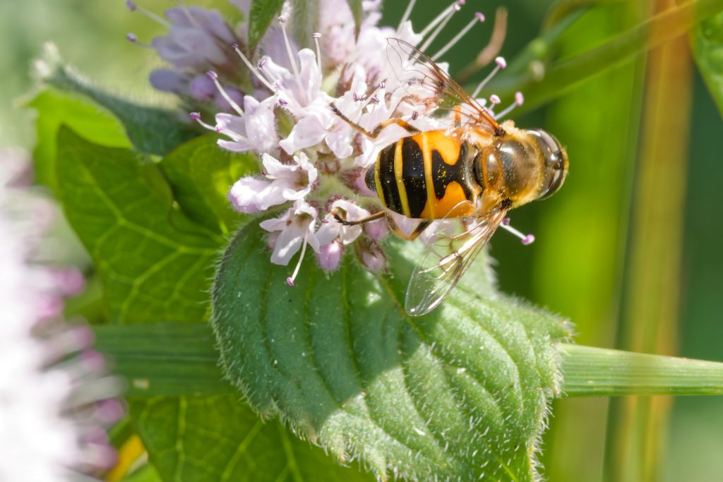 hoverfly on Water Mint