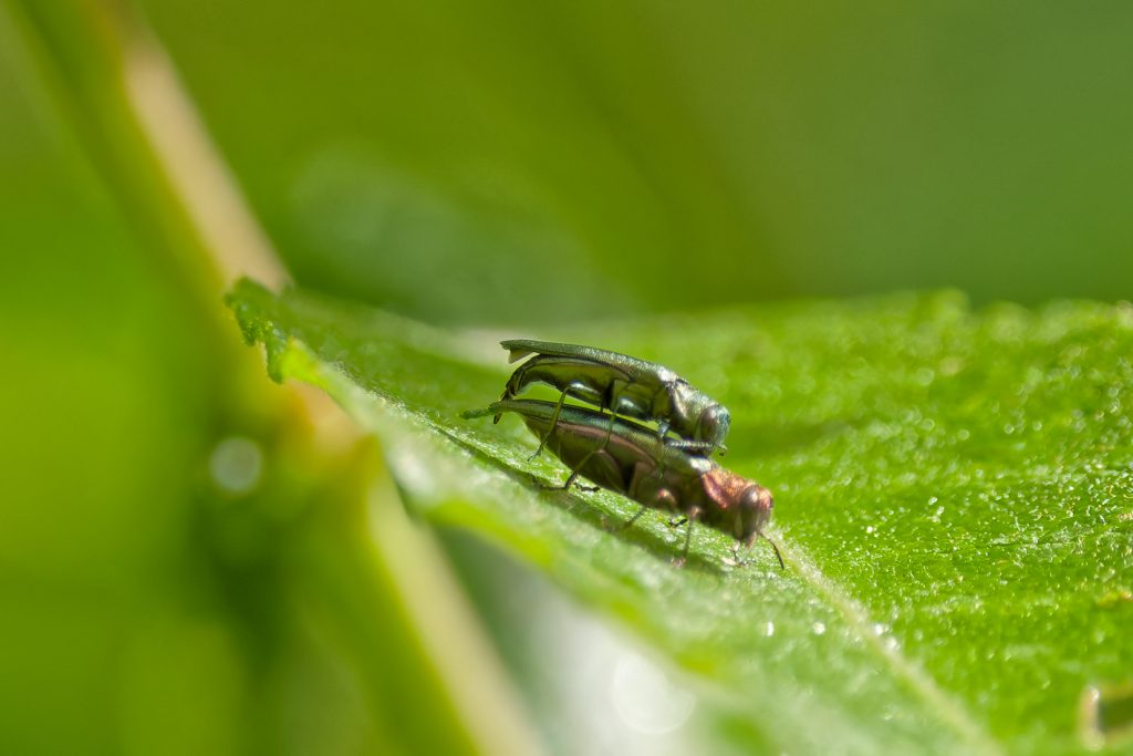 A bupestrid Jewel Beetle - Agrilus viridus